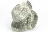 Rare Dinosaur (Hypsilophodon) Vertebra w/ Fossilized Tendons #206520-5